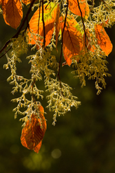 leaves